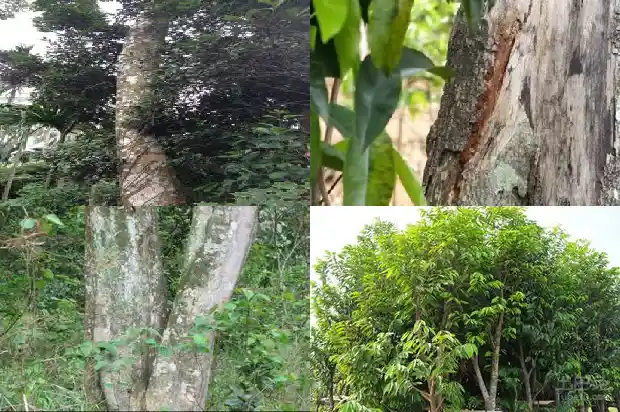奇楠沉香树的种植技术1682900042762 奇楠沉香树的种植技术1682900042762