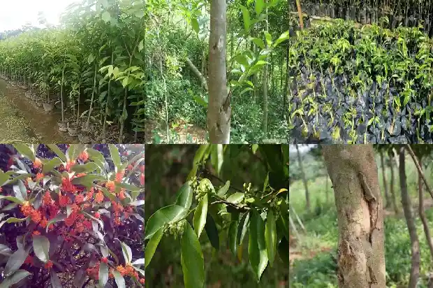 奇楠沉香树的种植技术1682900042810 奇楠沉香树的种植技术1682900042810
