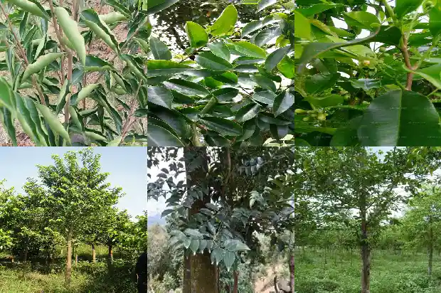 奇楠沉香树的种植技术1682900042858 奇楠沉香树的种植技术1682900042858