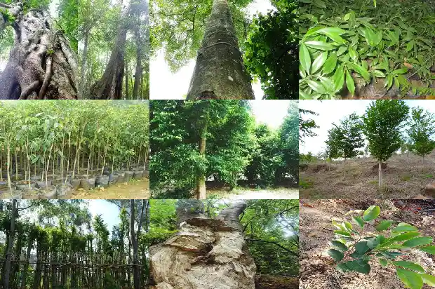 奇楠沉香树种植前景1682900139038 奇楠沉香树种植前景1682900139038