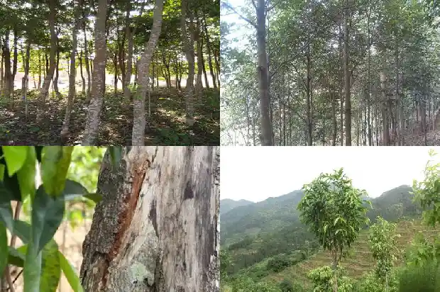 奇楠沉香树种植前景1682900139086 奇楠沉香树种植前景1682900139086