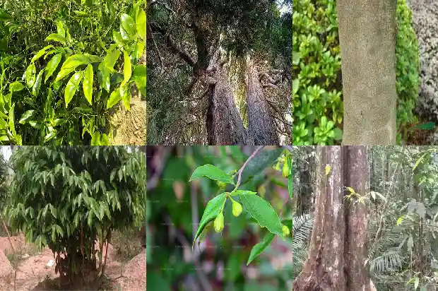奇楠沉香树种植前景1682900139133 奇楠沉香树种植前景1682900139133