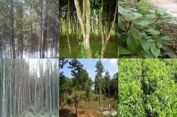 奇楠沉香树苗种植1682900221560 奇楠沉香树苗种植1682900221560