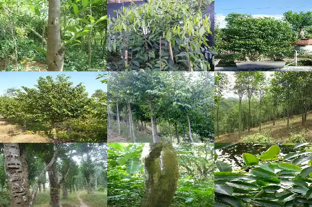 沉香树贴吧1682900295605 沉香树贴吧1682900295605