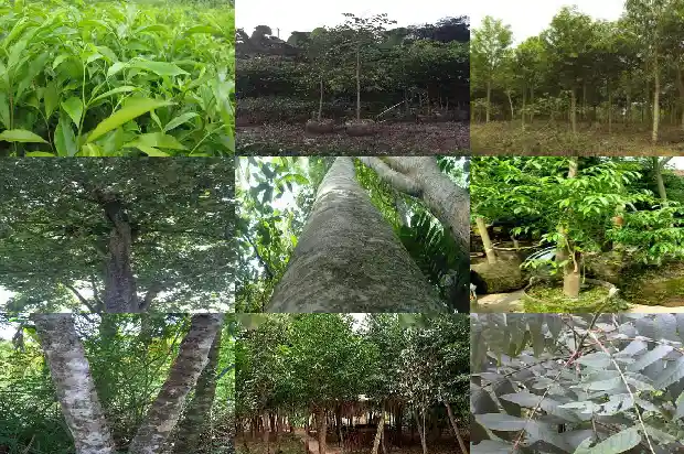 沉香手串价钱是怎样的1690416974968 沉香手串价钱是怎样的1690416974968