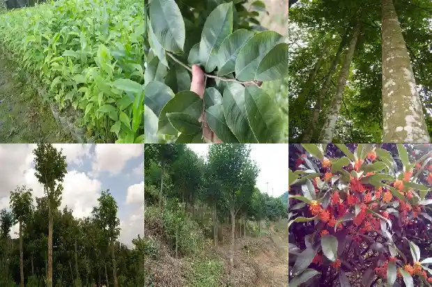 沉香贴吧1682900373034 沉香贴吧1682900373034