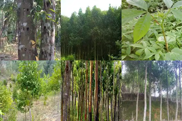 沉香树报价1689837447849 沉香树报价1689837447849