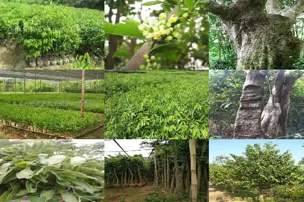 沉香的真实价格到底是多少?1690244221305 沉香的真实价格到底是多少?1690244221305