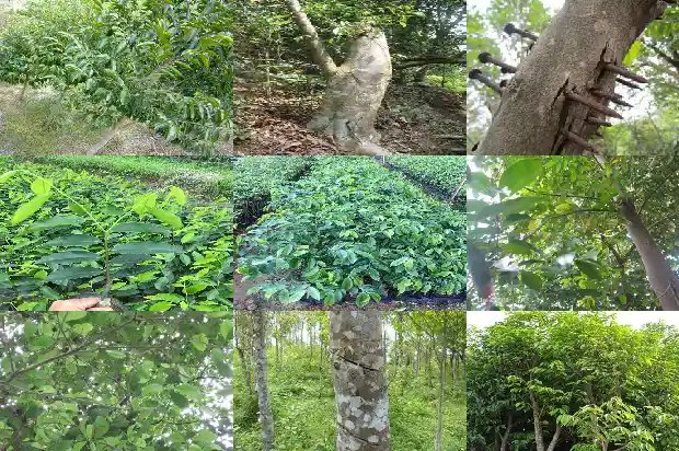 沉香树栽培1682900453939 沉香树栽培1682900453939