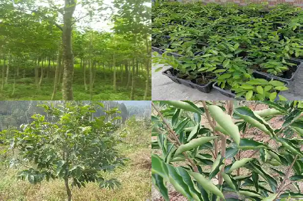 黄金叶商鼎沉香礼盒装1682900620199 黄金叶商鼎沉香礼盒装1682900620199