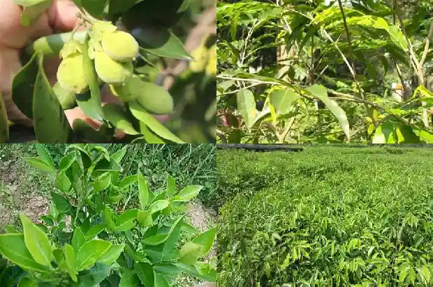加里曼丹沉香有收藏价值吗1694650179706 加里曼丹沉香有收藏价值吗1694650179706