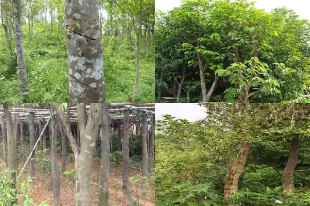 花草树1682900703382 花草树1682900703382