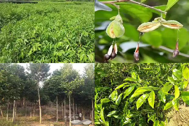 花草树1682900703429 花草树1682900703429