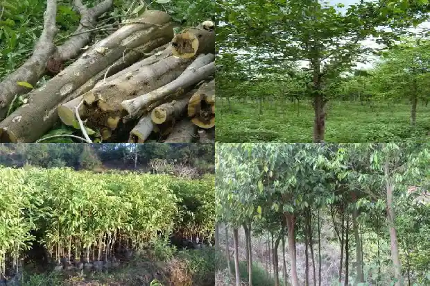 楠香树1682986321130 楠香树1682986321130