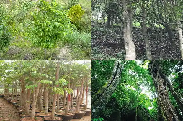 沉香树苗那里好1695254924223 沉香树苗那里好1695254924223
