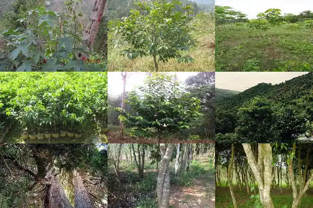 沉香的收藏价值1682986575038 沉香的收藏价值1682986575038