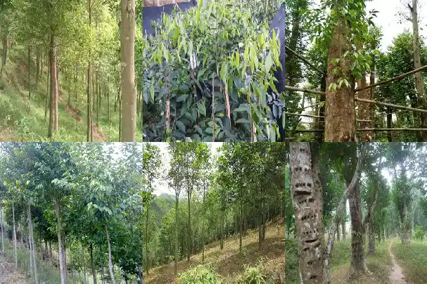 沉香的收藏价值1682986575085 沉香的收藏价值1682986575085
