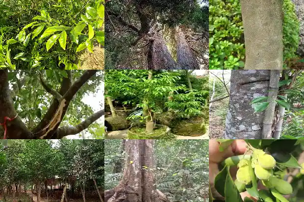 沉香手串有收藏价值1682986659970 沉香手串有收藏价值1682986659970