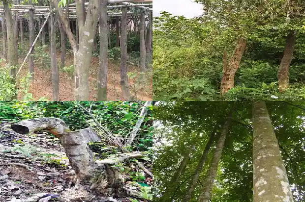 沉香佛像的价值1682986856686 沉香佛像的价值1682986856686