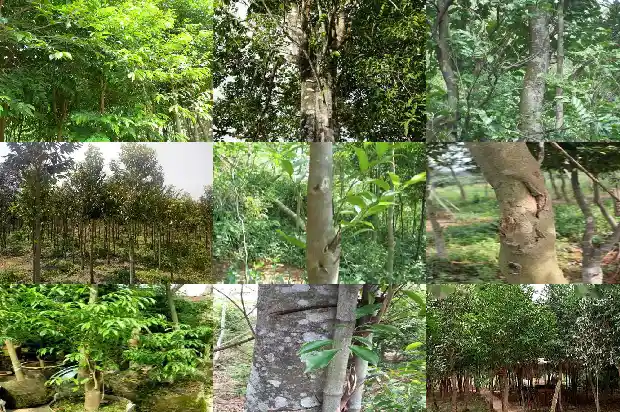沉香拍卖价1682986940112 沉香拍卖价1682986940112