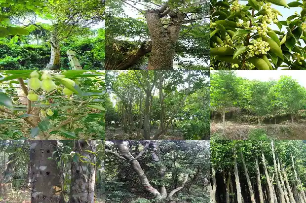 沉香苗1683072715441 沉香苗1683072715441