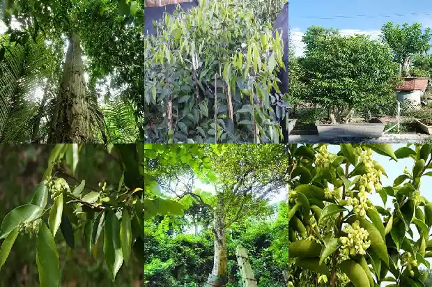 奇楠沉香树苗啥地方卖1683073180648 奇楠沉香树苗啥地方卖1683073180648