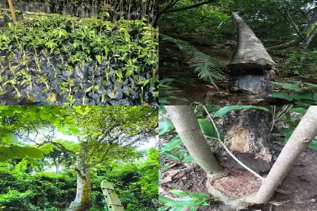 那里奇楠沉香树苗最好1683073259500 那里奇楠沉香树苗最好1683073259500