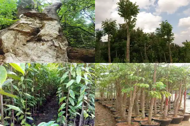 奇楠沉香苗成活1683073370823 奇楠沉香苗成活1683073370823