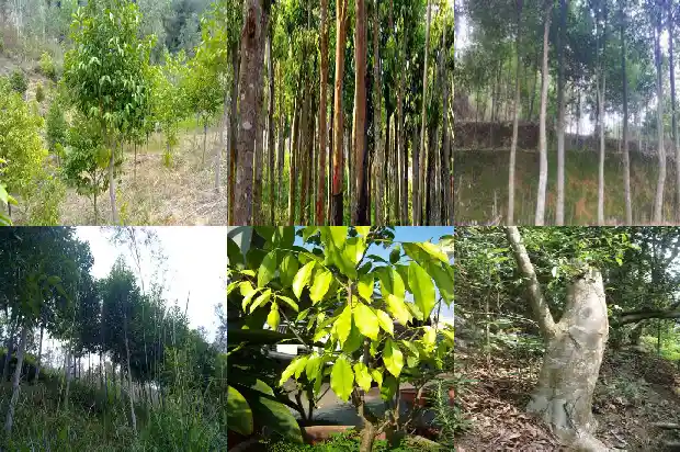 奇楠沉香苗成活1683073370870 奇楠沉香苗成活1683073370870