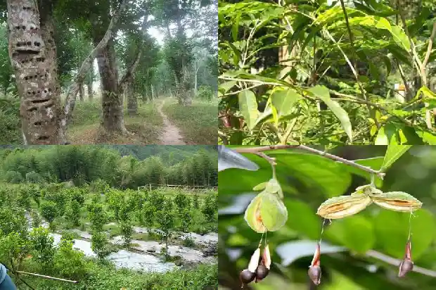 奇楠沉香苗成活1683073370918 奇楠沉香苗成活1683073370918