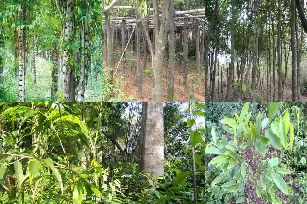沉香树苗生长条件1683073541407 沉香树苗生长条件1683073541407