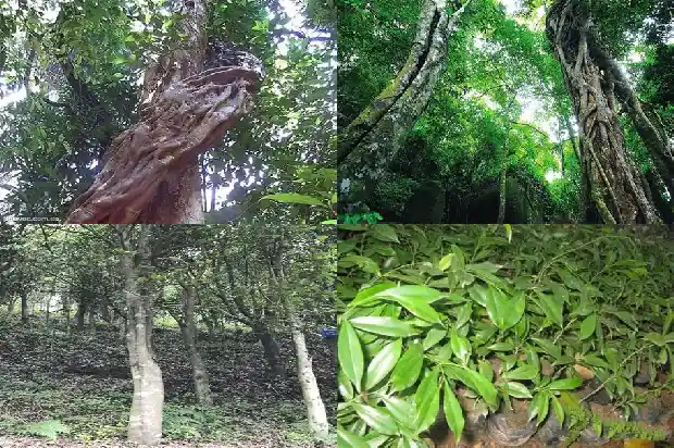 沉香苗有几种1683159131678 沉香苗有几种1683159131678