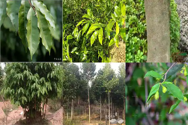 沉香木树苗种植方法1698970137857 沉香木树苗种植方法1698970137857