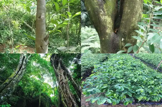 沉香是1688430428782 沉香是1688430428782