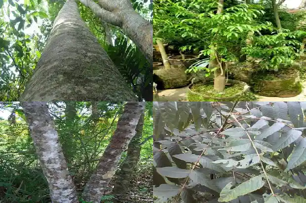 奇楠沉香的树苗1683159407524 奇楠沉香的树苗1683159407524