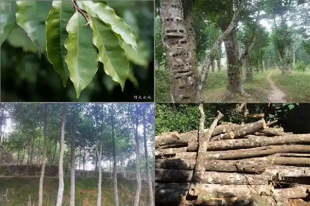 奇楠沉香的树苗1683159407572 奇楠沉香的树苗1683159407572