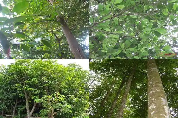 奇楠沉香的树苗1683159407620 奇楠沉香的树苗1683159407620