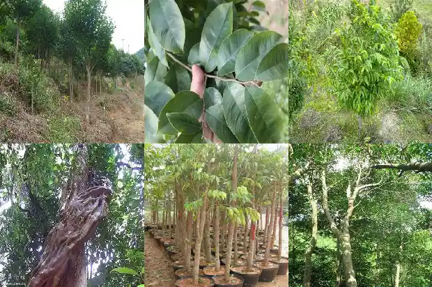 奇楠沉香母树苗1683159488448 奇楠沉香母树苗1683159488448