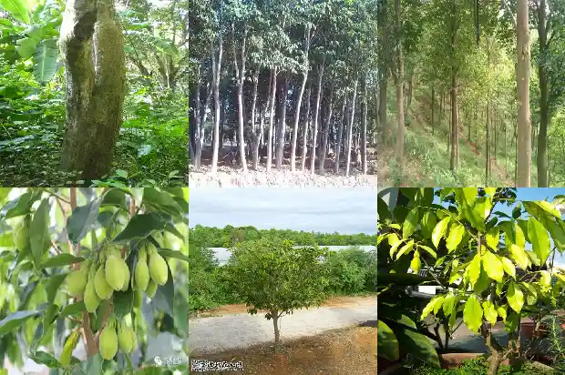 奇楠沉香母树苗1683159488495 奇楠沉香母树苗1683159488495