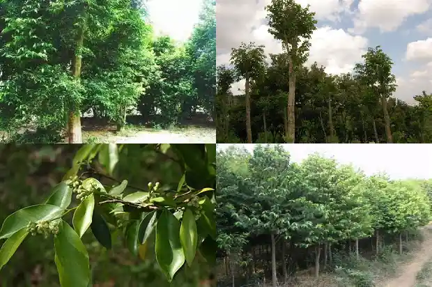 沉香木树苗哪里有1698710942566 沉香木树苗哪里有1698710942566