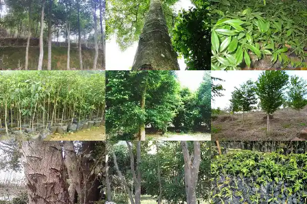 椅楠沉香树苗1683159640940 椅楠沉香树苗1683159640940