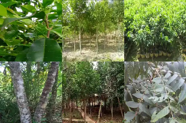 奇楠 沉香苗1683159802113