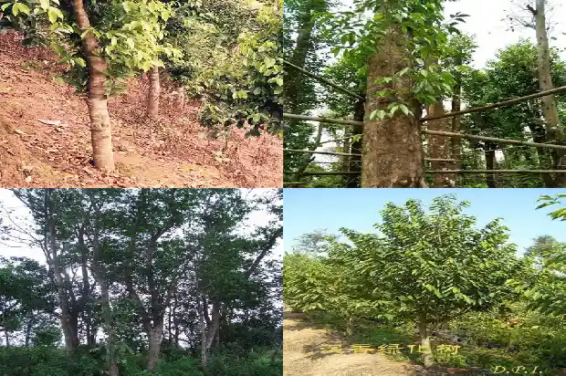 奇楠 沉香苗1683159802160