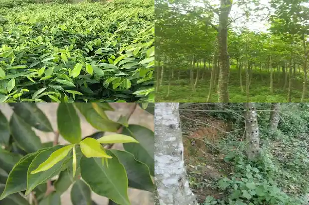 奇楠沉香树苗批发市场价格1693181344838 奇楠沉香树苗批发市场价格1693181344838