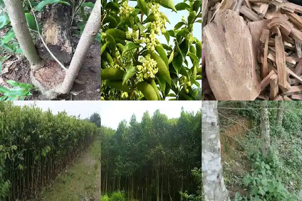 沉香树苗何处有1683245643142 沉香树苗何处有1683245643142