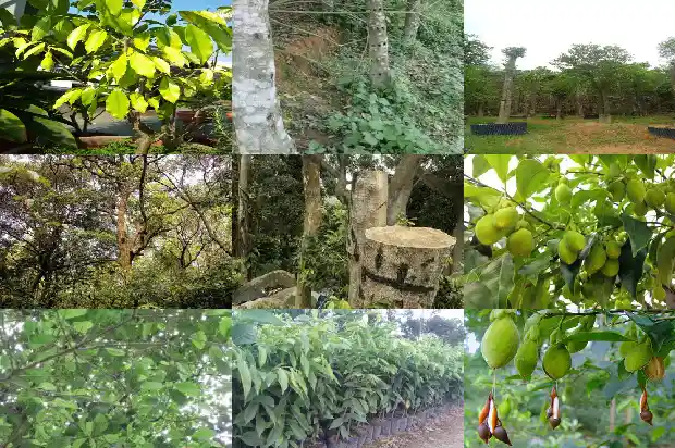 奇楠沉香苗品种1683245712682 奇楠沉香苗品种1683245712682