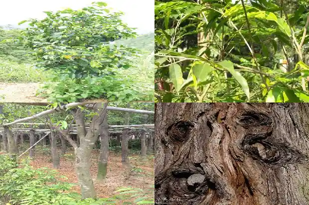 沉香金丝楠木树苗1683245803961 沉香金丝楠木树苗1683245803961