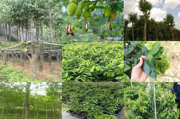 沉香金丝楠木树苗1683245804057 沉香金丝楠木树苗1683245804057