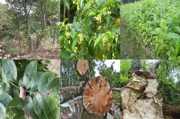 奇楠沉香苗木基地1683245888580 奇楠沉香苗木基地1683245888580