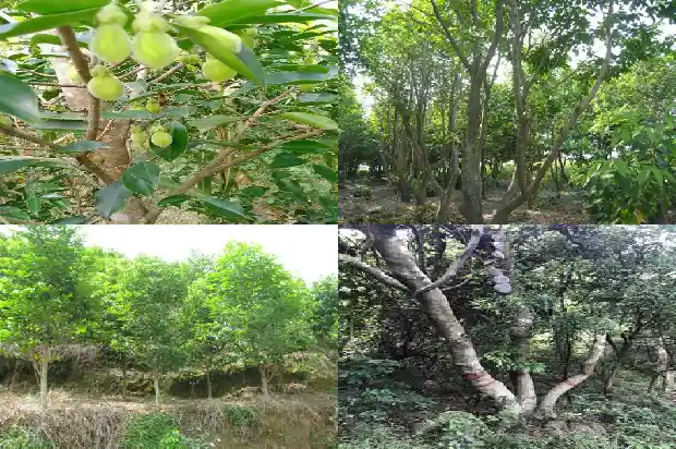 奇楠沉香价格多少钱一克?1690071047790 奇楠沉香价格多少钱一克?1690071047790